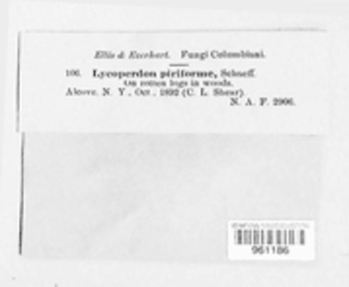 Apioperdon pyriforme image